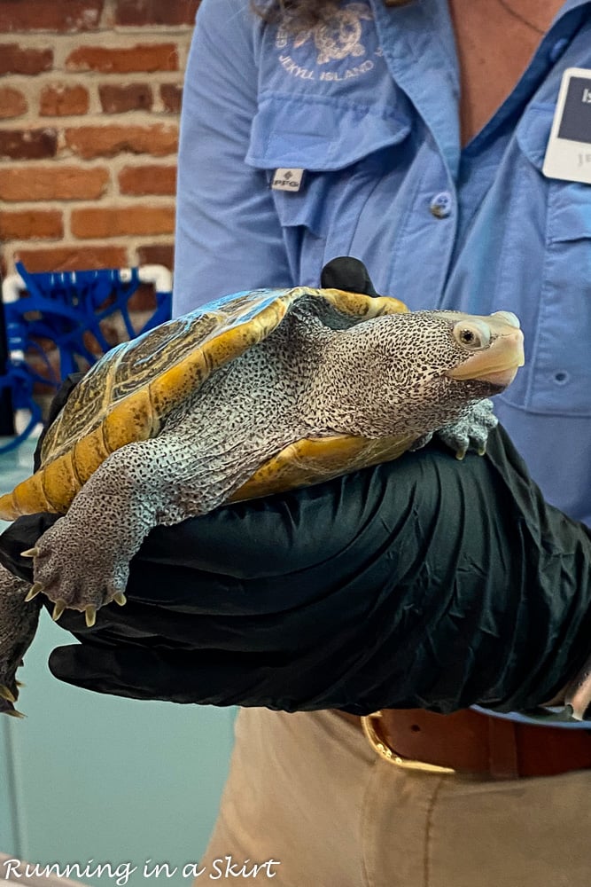 Close up of a live turtle.