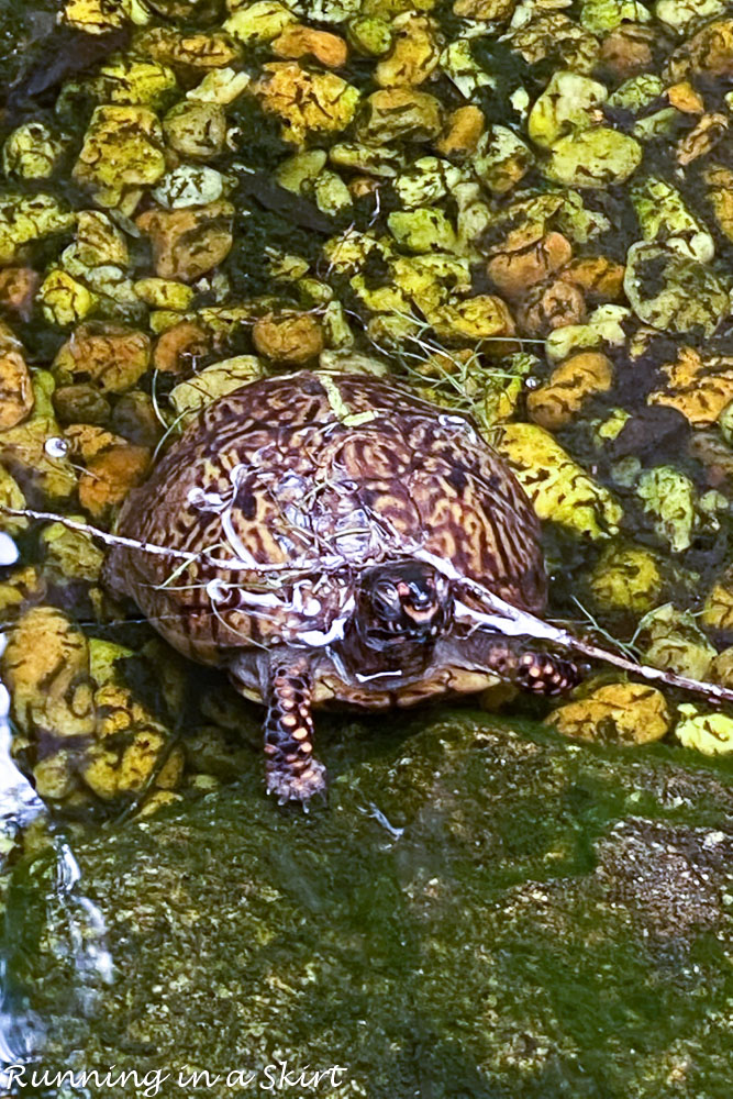 Close up of turtle.
