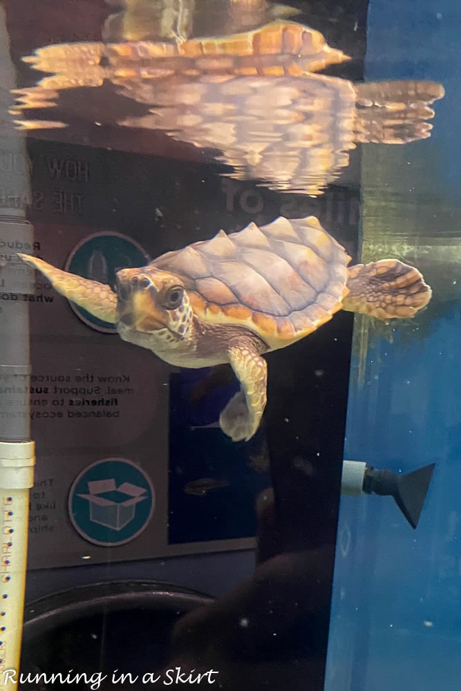 Georgia Sea Turtle Center Jekyll Island sea turtle in tank.