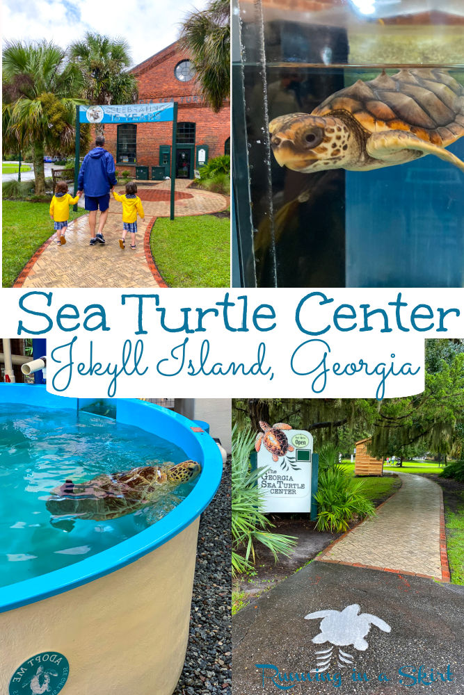 Georgia Sea Turtle Center Jekyll Island Visitors Guide via @juliewunder