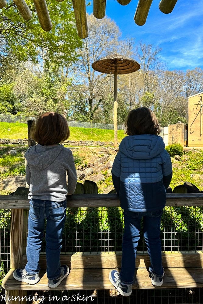 Greenville SC Zoo Giraffe platform