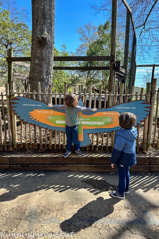 Bird wingspan exhibit