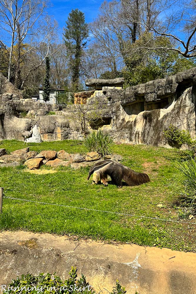 Greenville SC Zoo Anteater