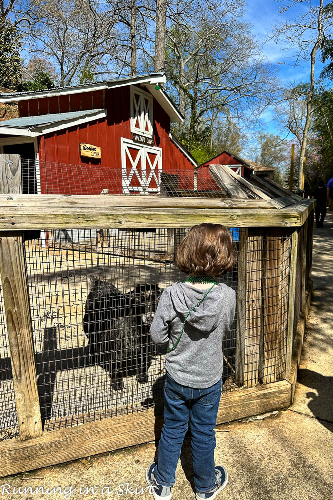 Greenville SC Zoo Farmyard