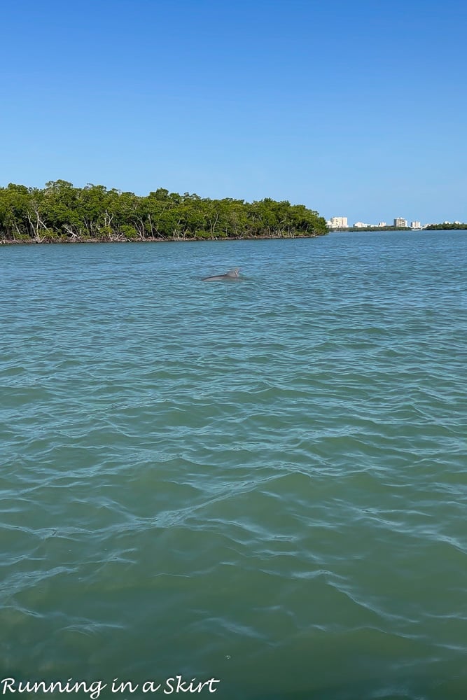Marco Island Florida Dolphin Tours