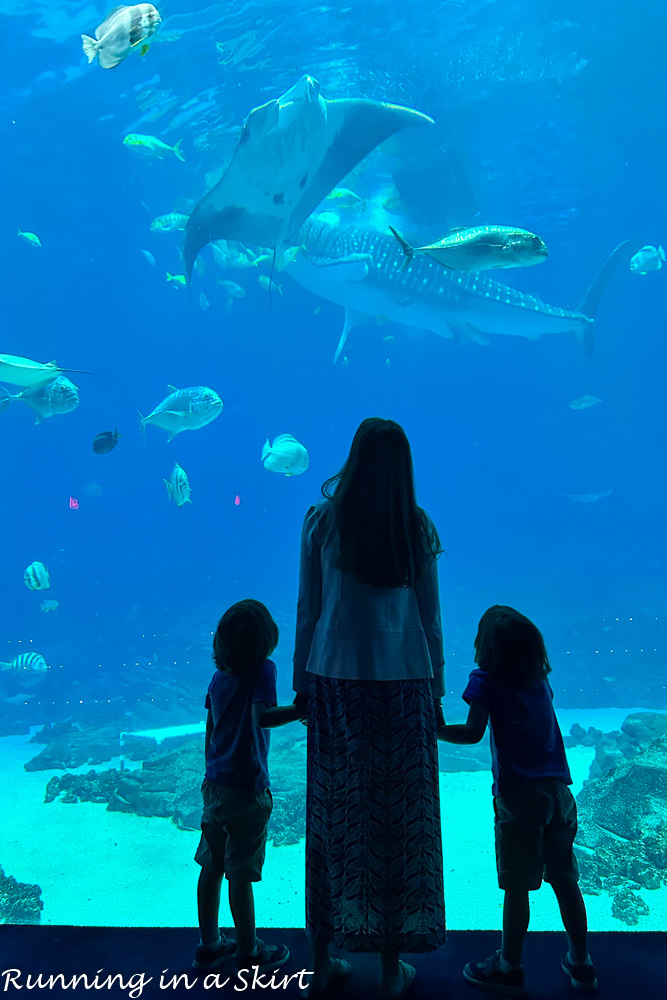 Georgia Aquarium - Real Photos & Reviews « Running in a Skirt