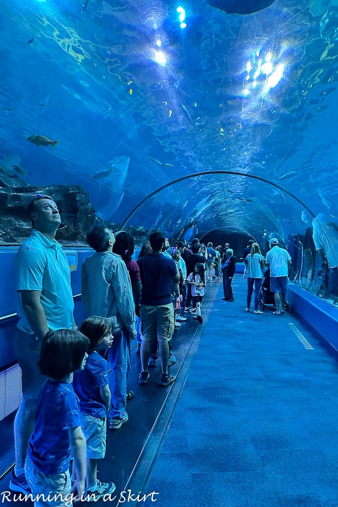 Your insider's guide to the Georgia Aquarium