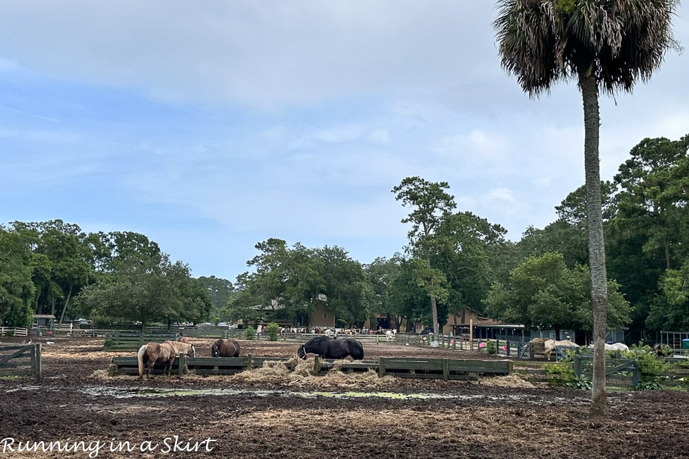 Things to Do in Hilton Head with Kids - Lawton Stables