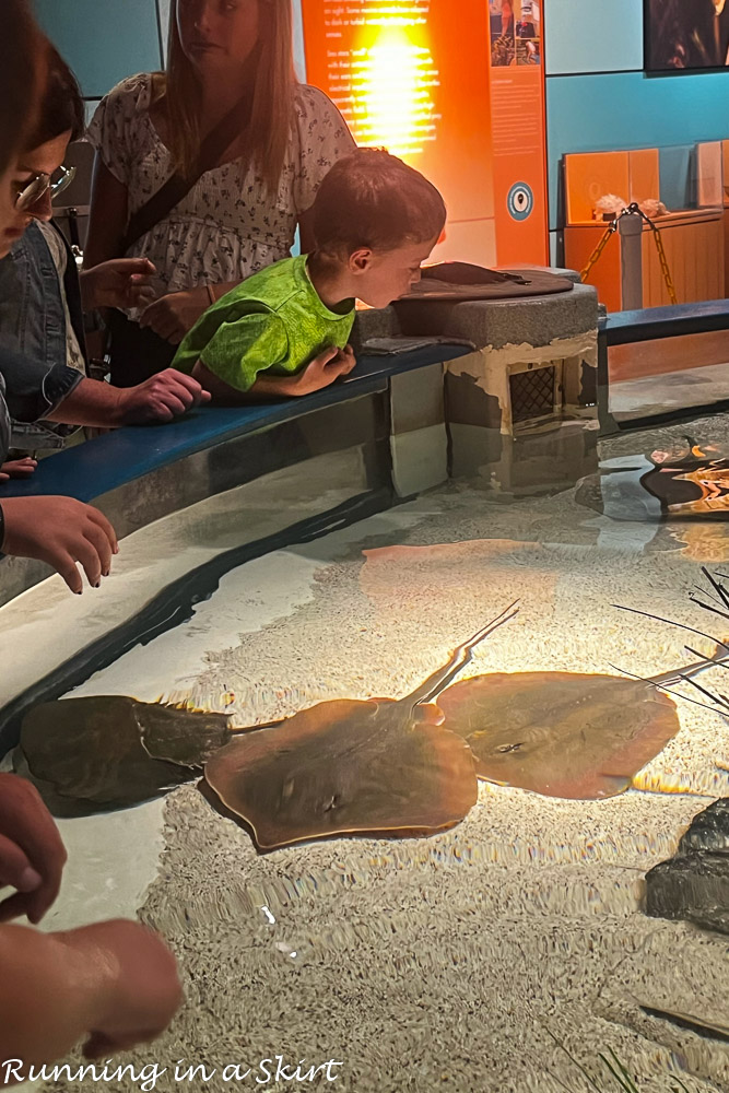 North Carolina Aquarium sting ray tank