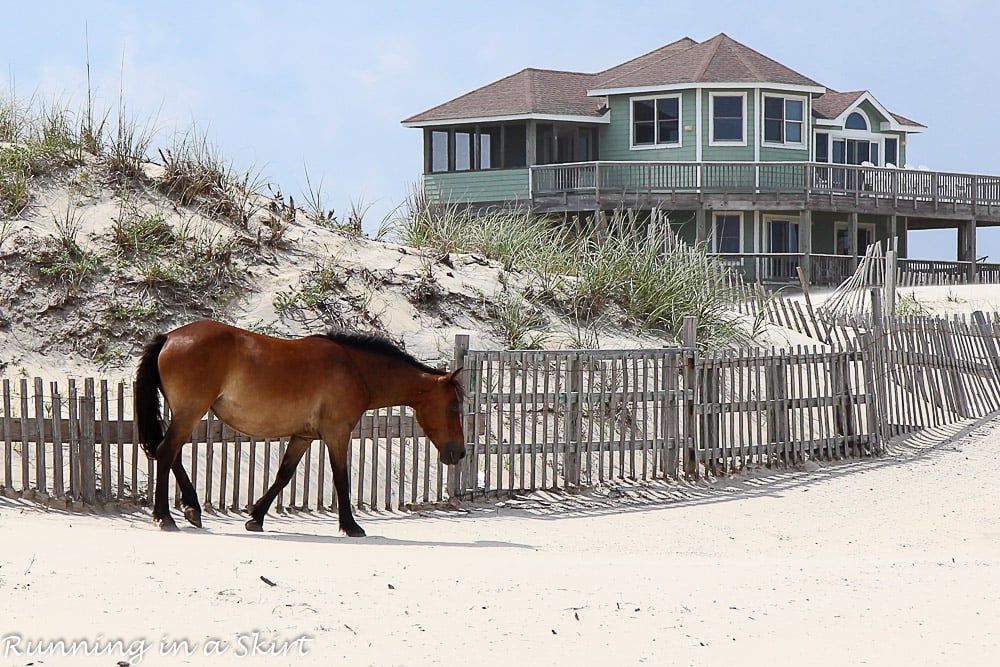 Things to do in Nags Head NC and Outer Banks - Corolla Wild Horses