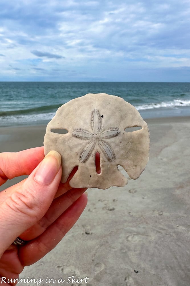 Sand Dollar