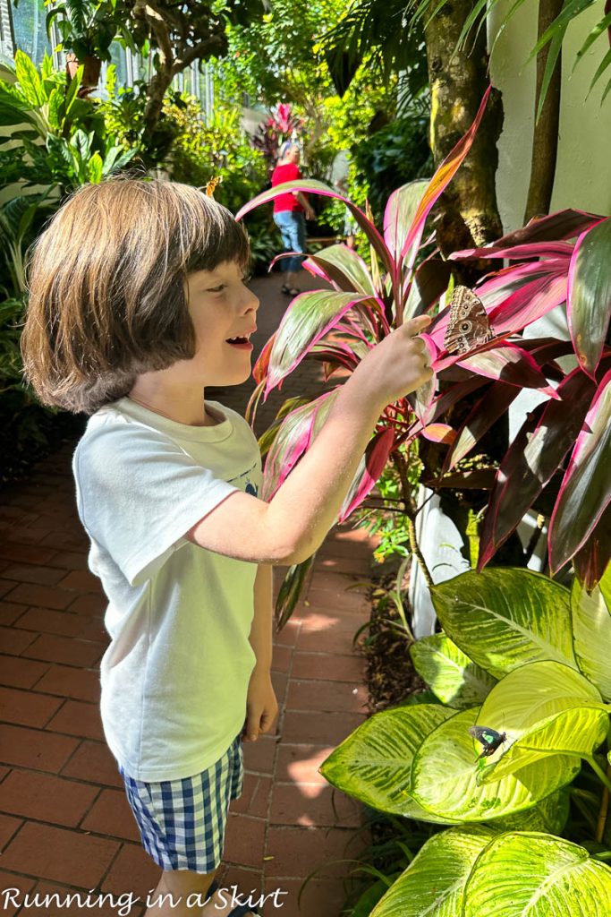 Things to Do in Key West with Kids - Butterfly and Nature Conservatory