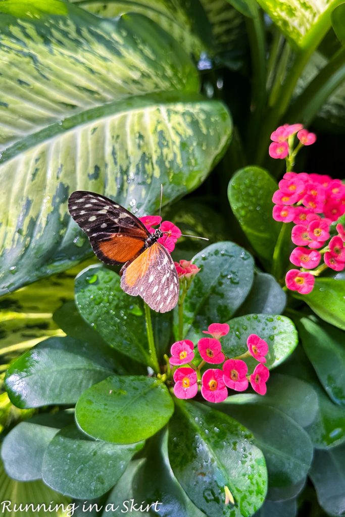 Key West butterflies