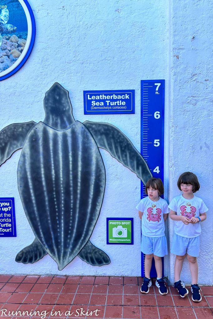 Things to Do in Key West with Kids -Key West Aquarium