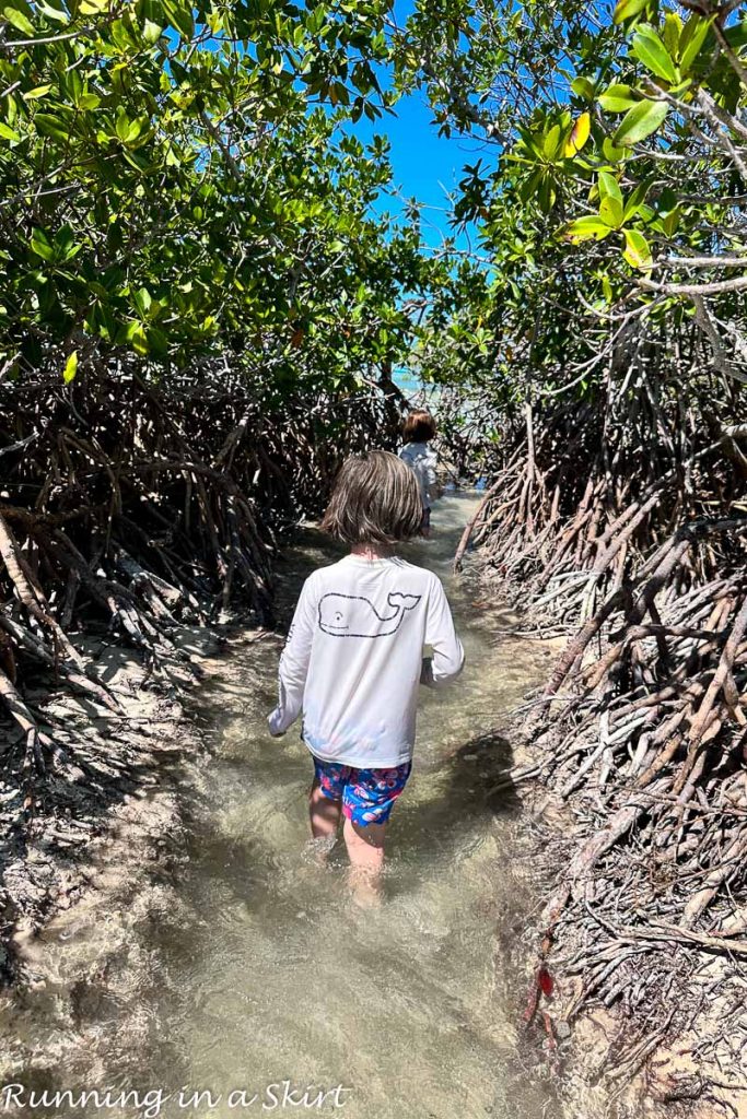Exploring Mangroves