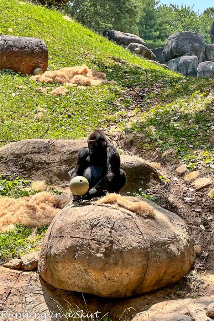 Zoo Atlanta Gorilla