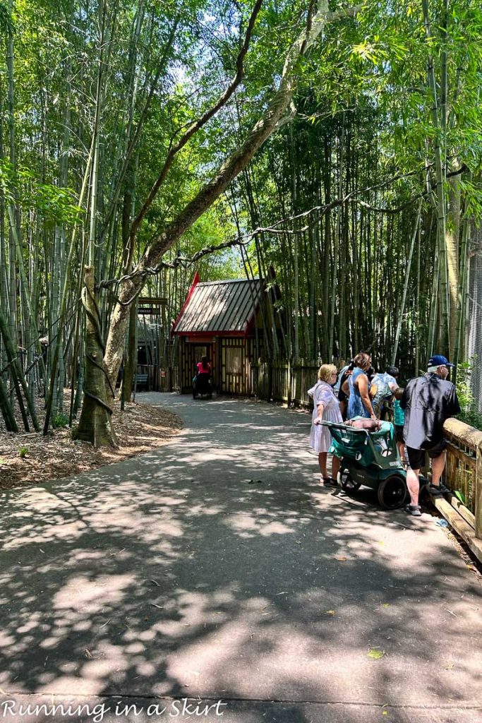 Atlanta Zoo walking path.