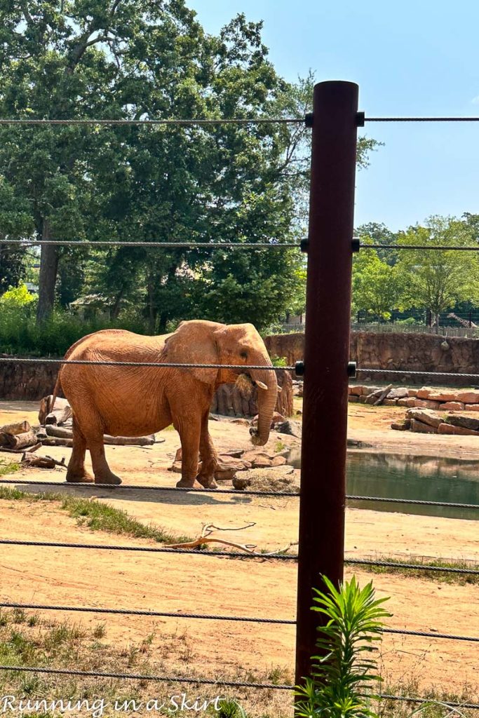 Atlanta Zoo elephant