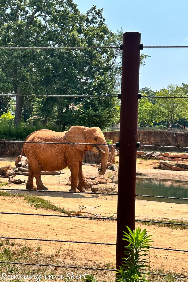Atlanta Zoo Review Can T Miss Attractions Running In A Skirt Atlanta Zoo Review Can T Miss Attractions Running In A Skirt