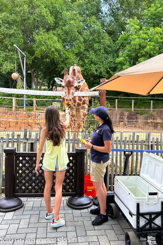 Atlanta Zoo Giraffe