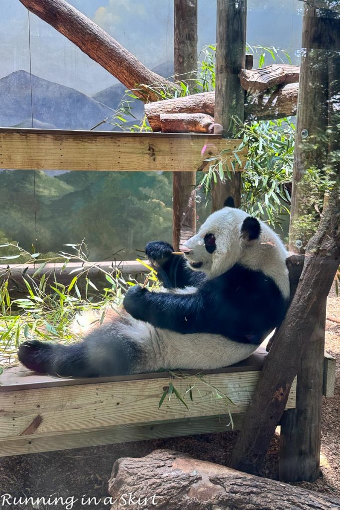 Zoo Atlanta Panda