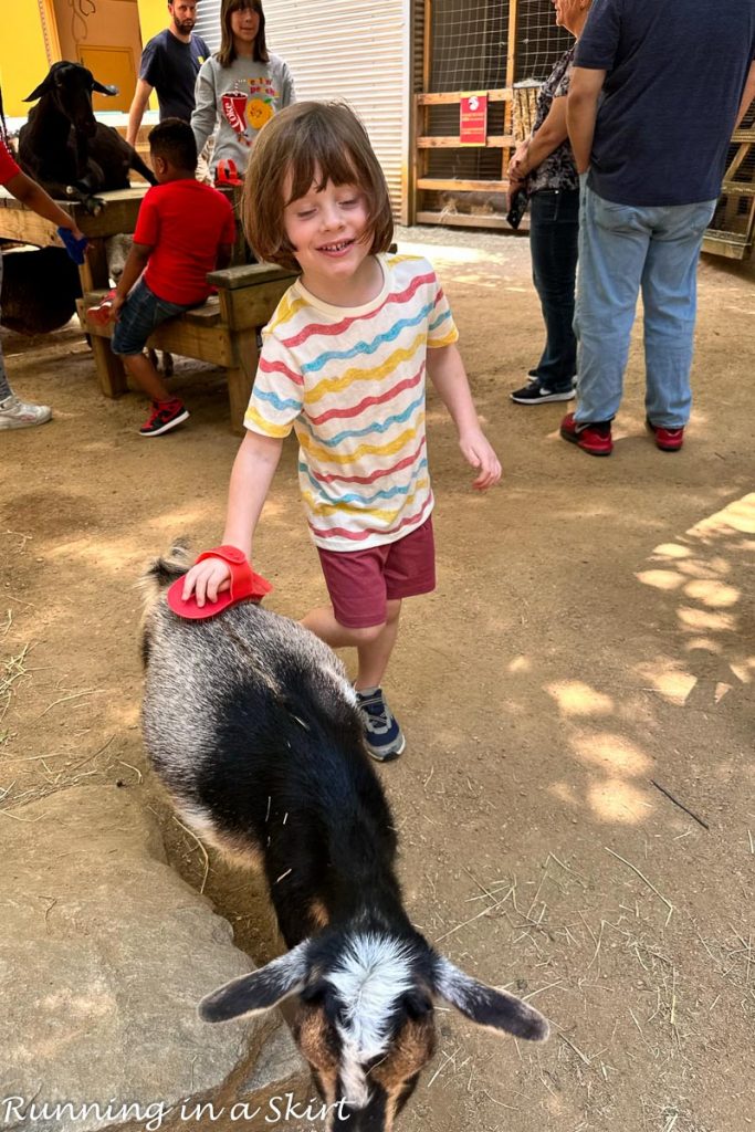 Atlanta Zoo Petting zoo