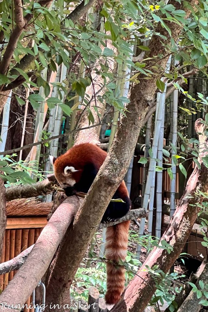 Atlanta Zoo Red Panda