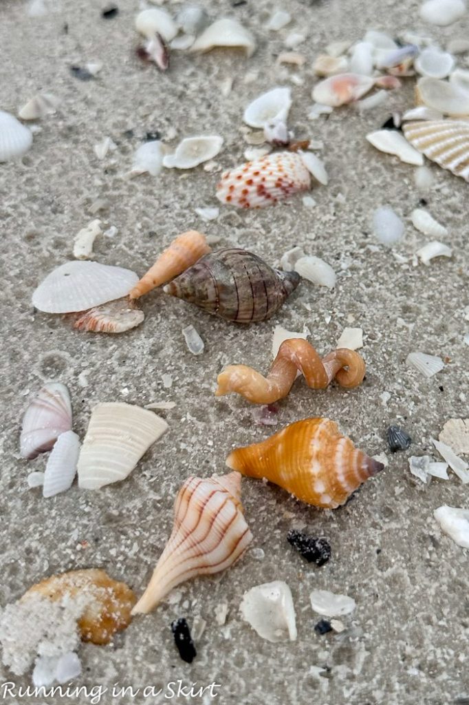 Shells on Marco Island beaches.
