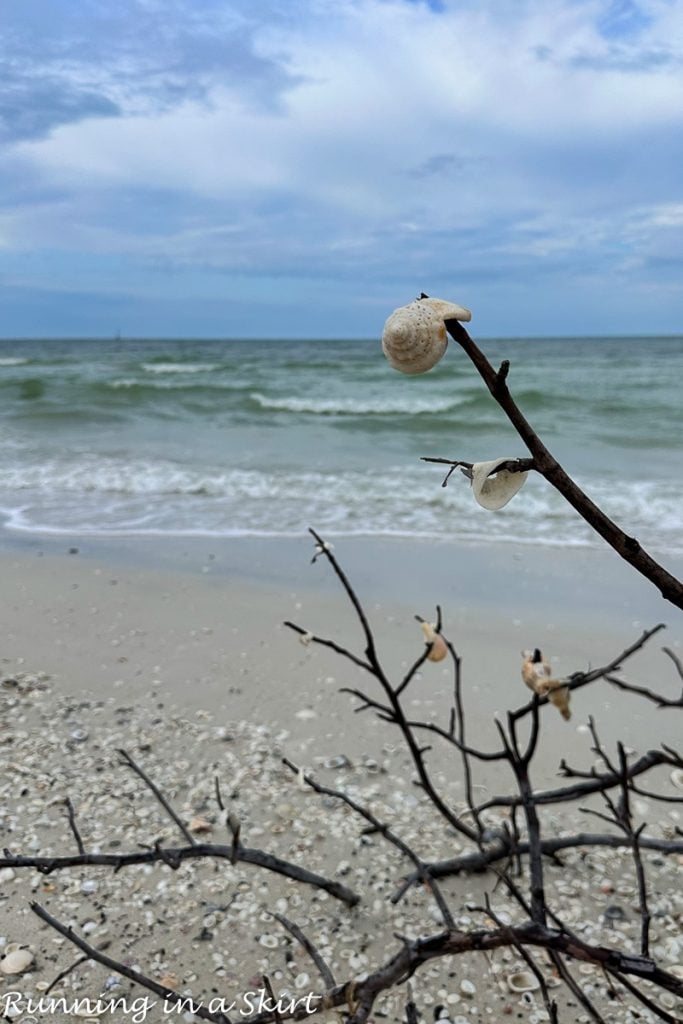 Tree on the beach with shells.