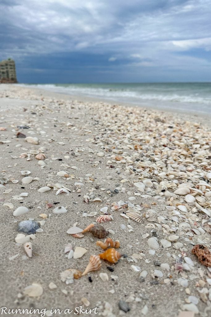 Marco Island Shelling Pinterest Pin beach with shells.