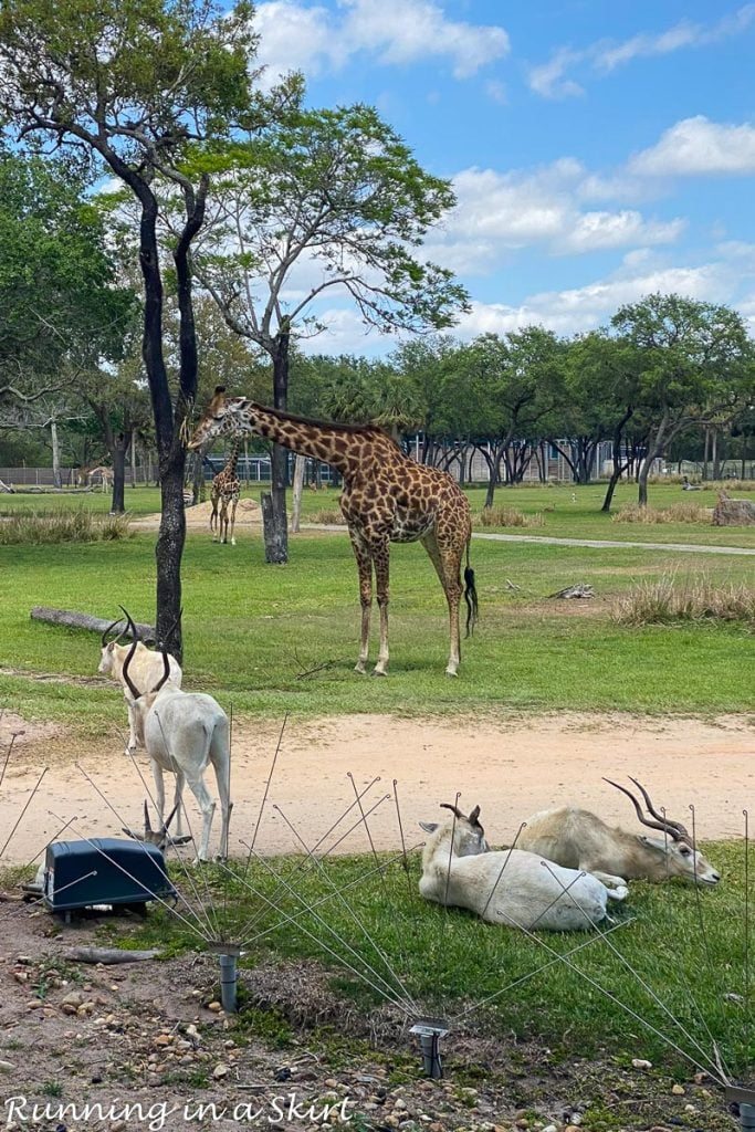 Disney Animal Kingdom Lodge reviews