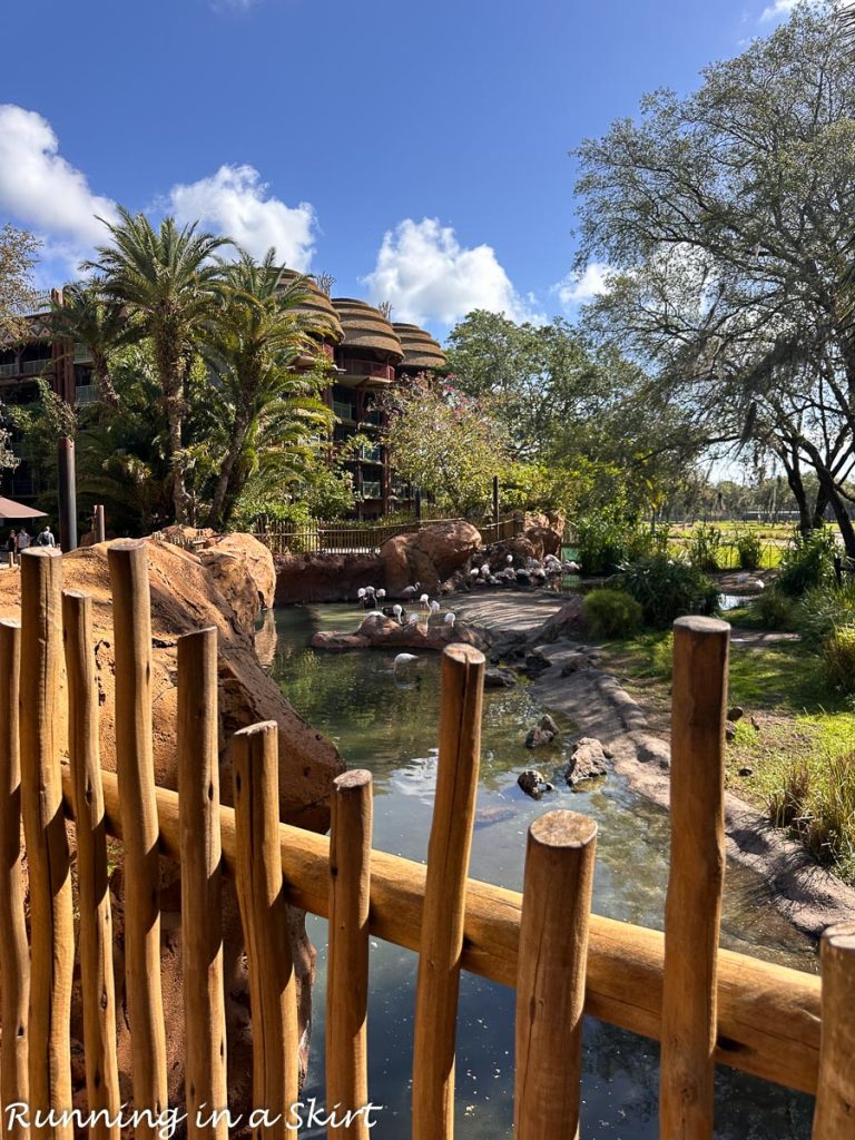 Disney Animal Kingdom Lodge reviews - Flamingos