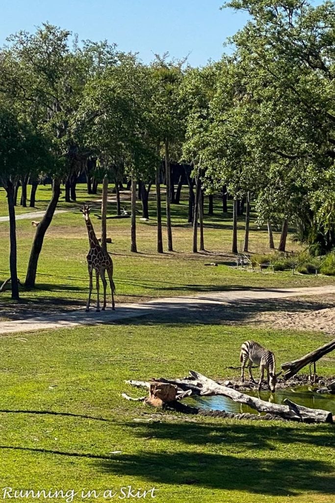 Real photos of animals at Savanna view room at Disney Animal Kingdom Lodge.