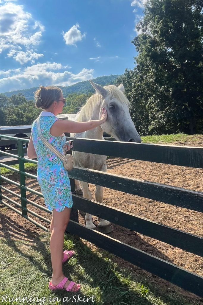 Omni Homestead Resort Reviews Horses