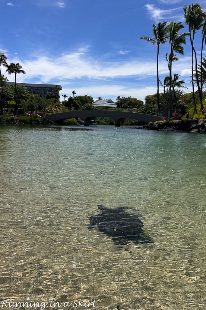 Turtle swimming at Hilton Waikoloa Lagoon.