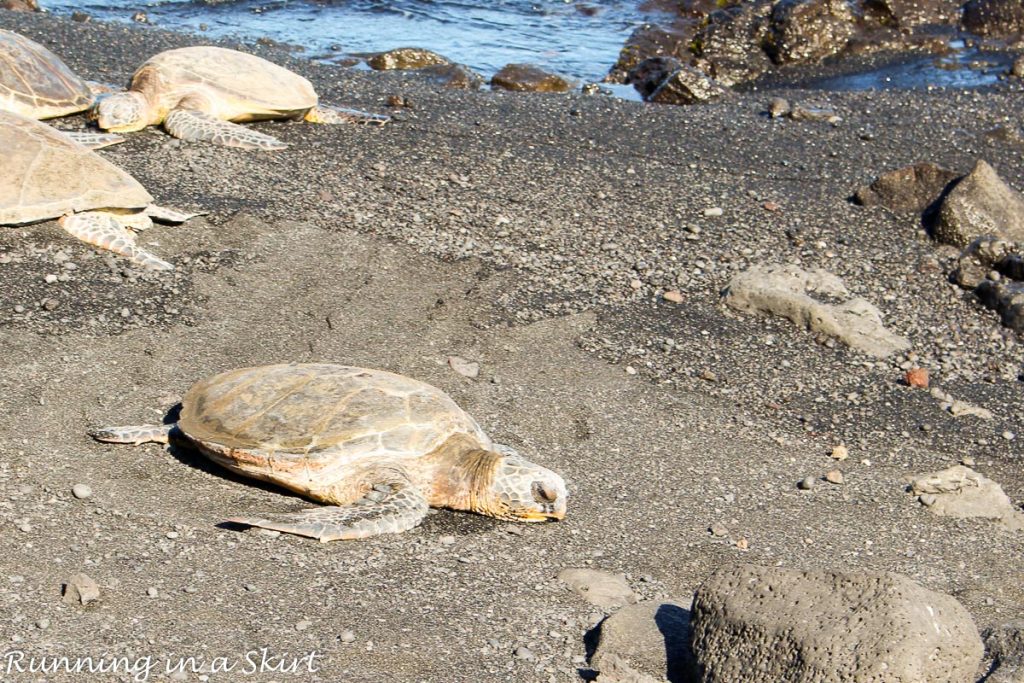 Turtles on black sand beach.