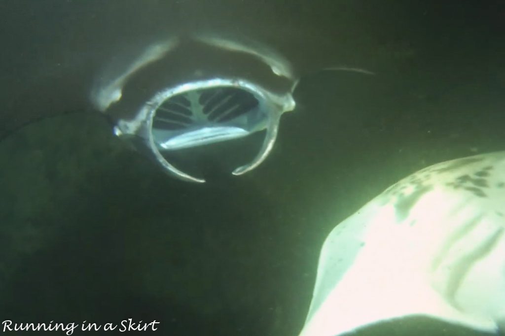 Best things are to do on the Big Island Hawaii Swim with Manta Rays