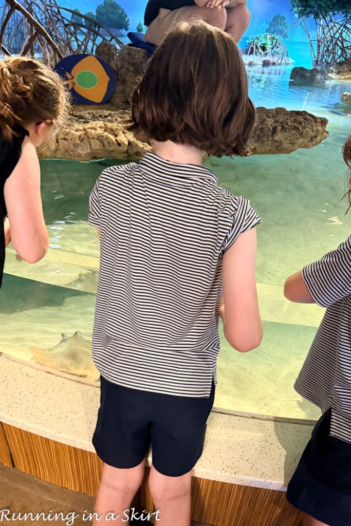 Touch tank at New England Aquarium