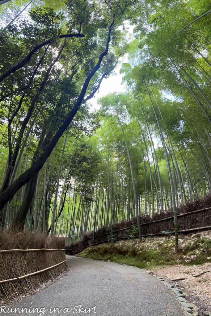 Arashiyama Bamboo Forest