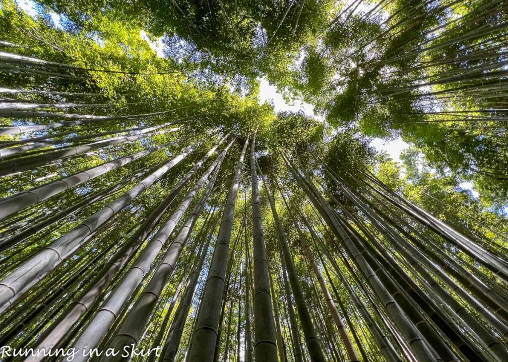 Arashiyama Bamboo Forest