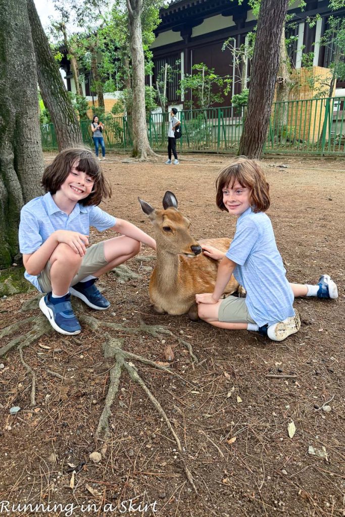 Deer in Nara